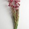 Сухоцветы декоративные (SF-2839) салатовый/розовый