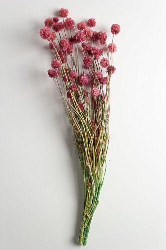 Сухоцветы декоративные (SF-2839) салатовый/розовый