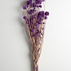 Сухоцветы декоративные (SF-2839) кремовый/фиолетовый