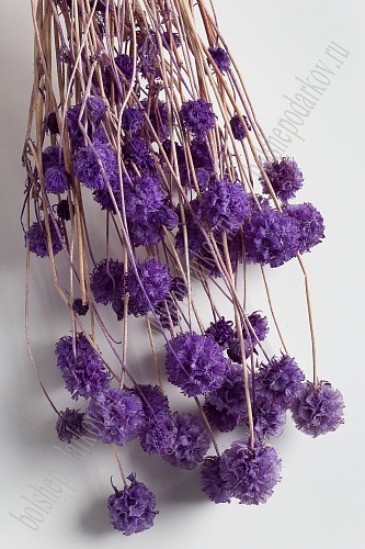Сухоцветы декоративные (SF-2839) кремовый/фиолетовый