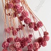 Сухоцветы декоративные (SF-2839) кремовый/розовый