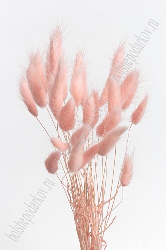 Сухоцветы &amp;quot;Лагурус&amp;quot; SF-4322, светло-розовый