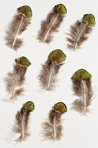 Перья декоративные (30 шт) SF-2027