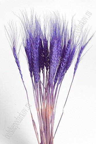 Сухоцветы &amp;quot;Колоски&amp;quot; SF-4323, фиолетовый